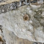 Drummond Island 2022 Fossil Ledges Close Up Michigan