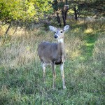 Drummond Island 2022 Whitetail Deer