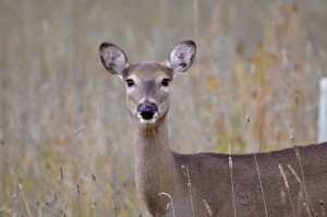 Drummond Island Michigan Deer