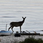 Drummond island 2022 Deer kayaks Lake Huron
