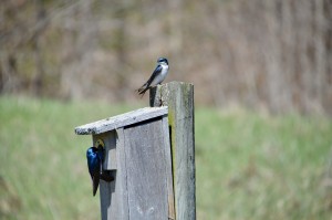 Yuba Creek Swallows Northern Michigan
