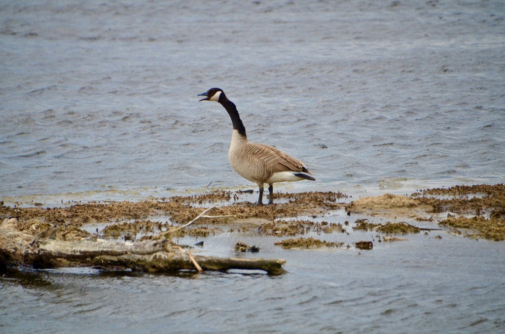 Michigan Birds 2022 Canada Goose Arcadia Marsh