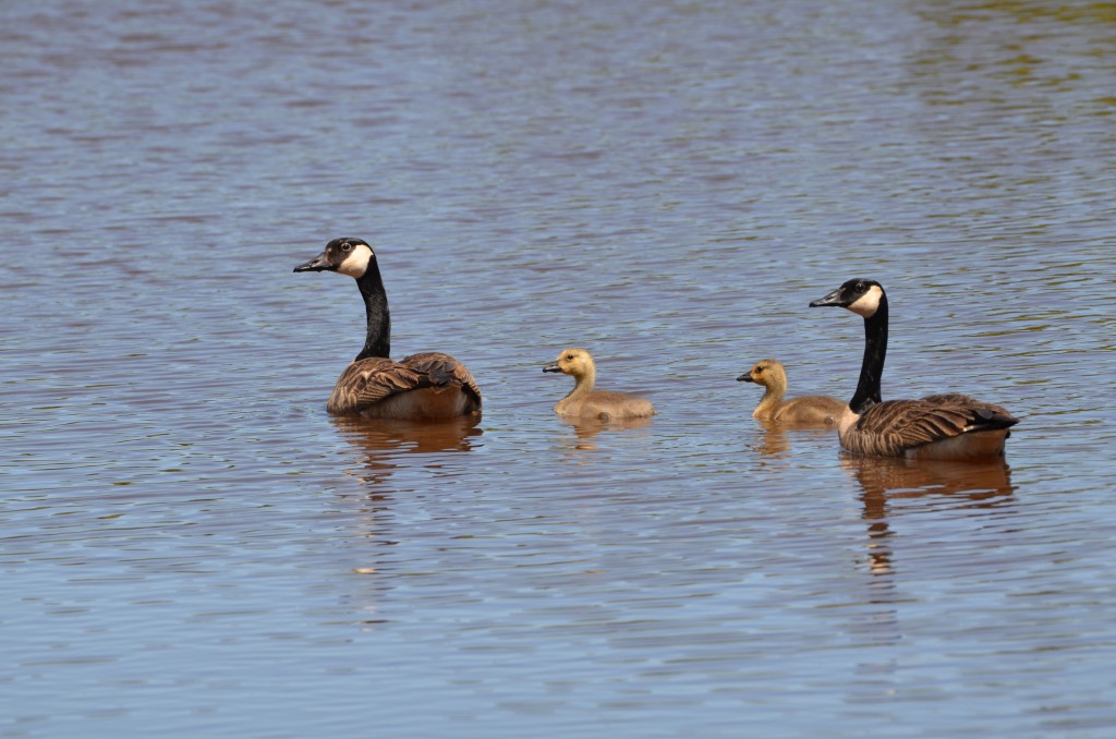 Michigan Birds 2022 Canada Goose Family Seney NWR