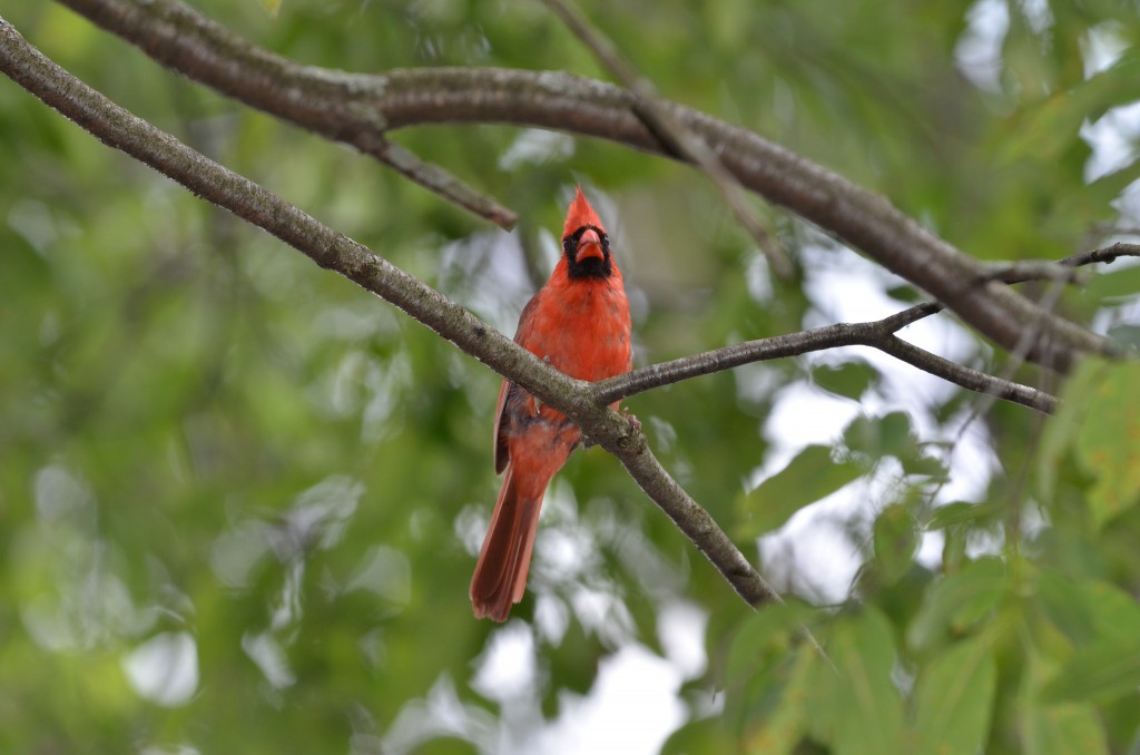 Michigan Birds 2022 Cardinal Lowell