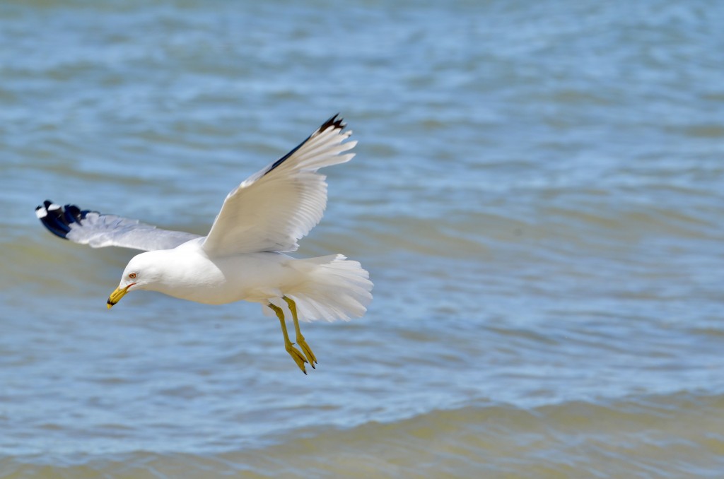 Michigan Birds 2022 Gull Flight Mackinaw City