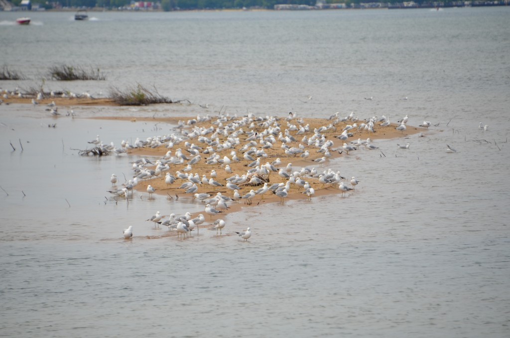 Michigan Birds 2022 Gulls Tawas Point State Park