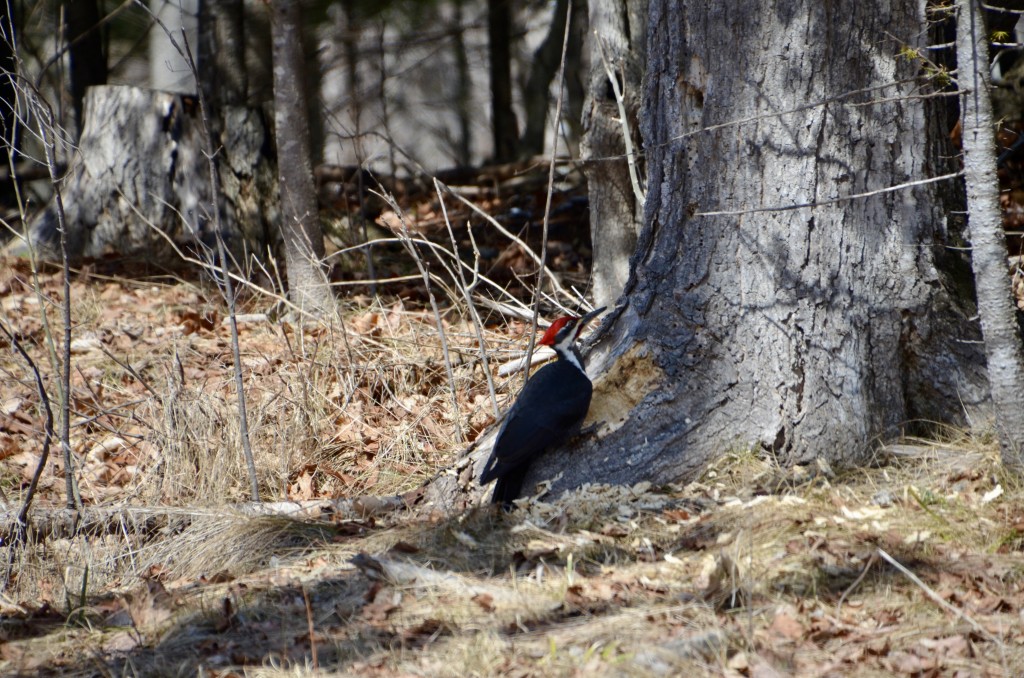 Michigan Birds 2022 Pileated Woodpecker Marquette CR550