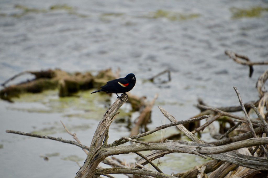 Michigan Birds 2022 Red Winged Blackbird Arcadia Marsh