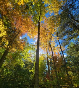 Newaygo State Park Michigan Fall Color
