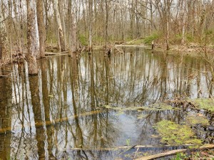 Dolan Nature Sanctuary Pond Michigan