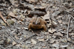 Dolan Nature Sanctuary Trail Toad Michigan