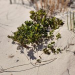 Fisherman's Island State Park Dune Plants