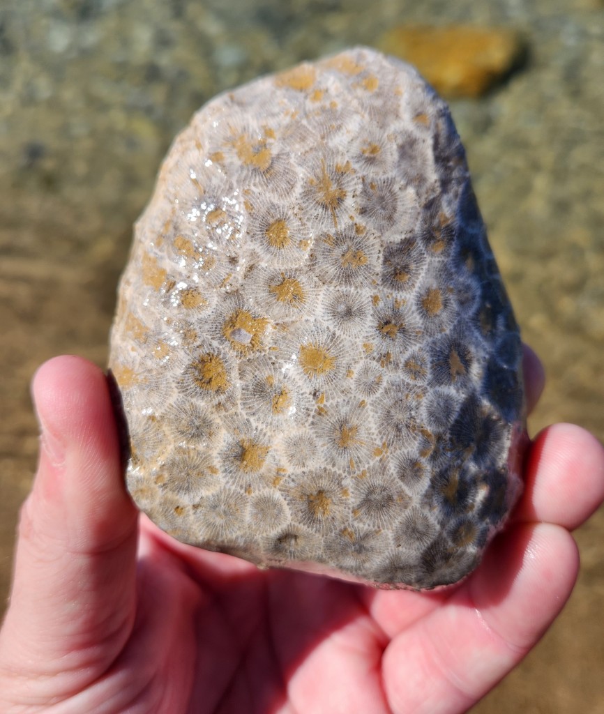 Fisherman's Island State Park Petoskey Stone Large