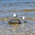 Fisherman's Island State Park Seagulls