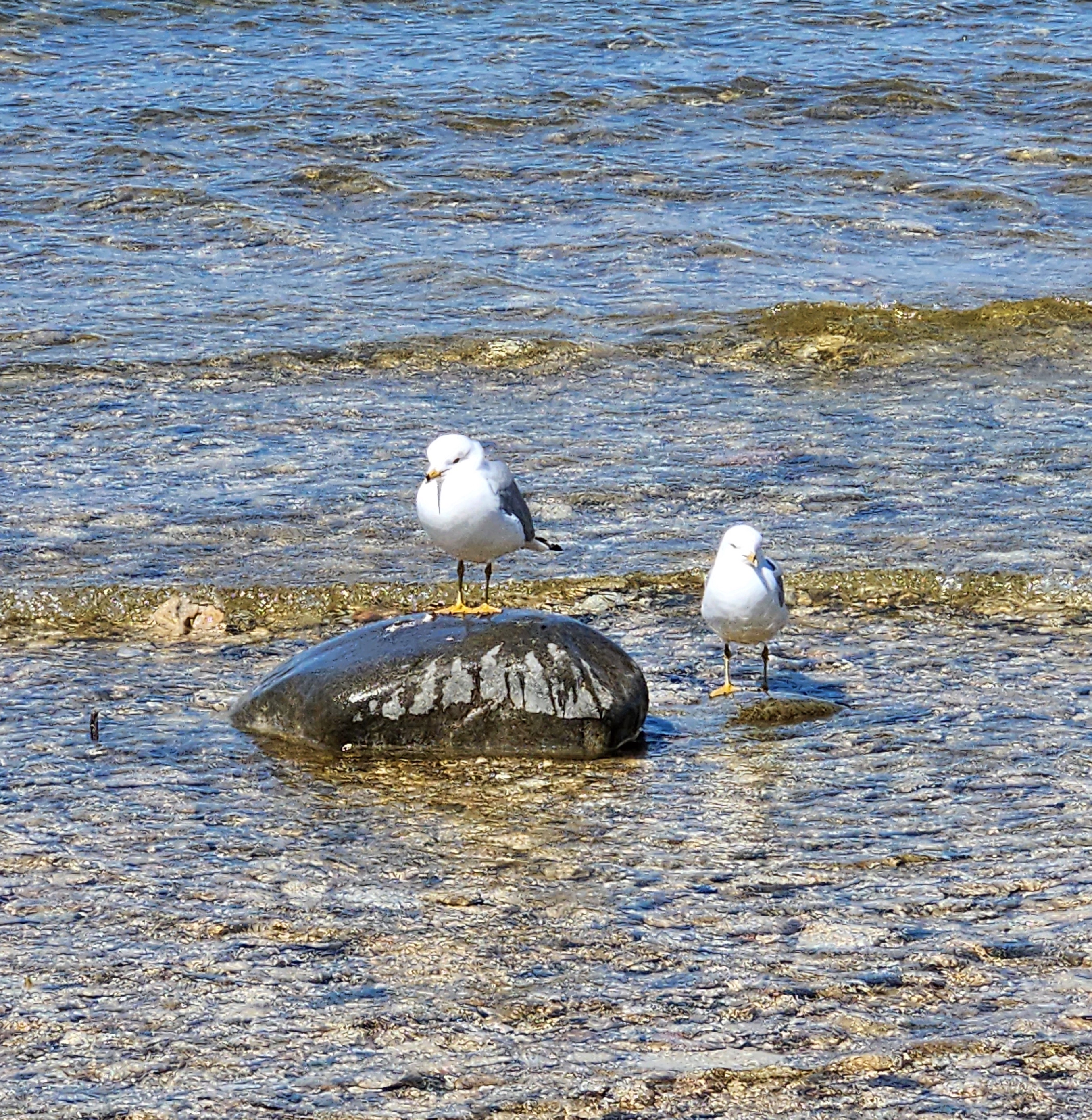Fisherman's Island State Park Seagulls
