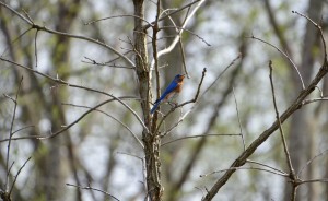 Maher Audubon Sanctuary Bluebird 1