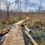 Michigan Trail Tuesday: Boardwalks and Birdwatching at Maher Audubon Sanctuary