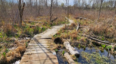 Michigan Trail Tuesday: Boardwalks and Birdwatching at Maher Audubon Sanctuary