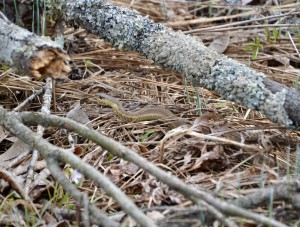 Maher Audubon Sanctuary Garter Snake 1