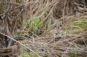 Maher Audubon Sanctuary Garter Snake 2