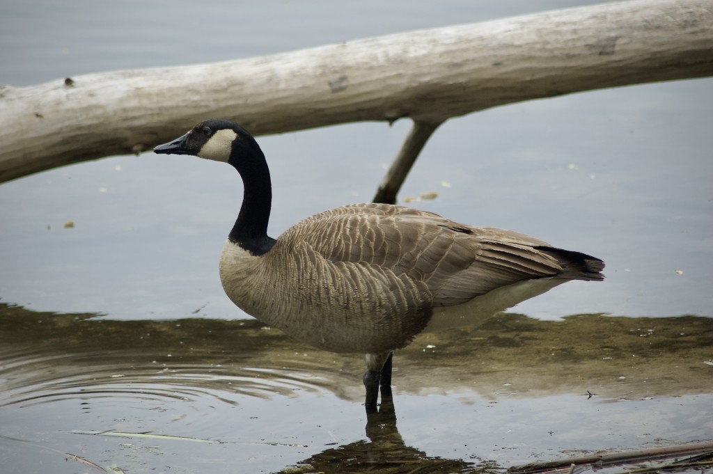 Asylum Lake Preserve Canado Goose Kalamazoo
