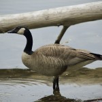 Asylum Lake Preserve Canado Goose Kalamazoo