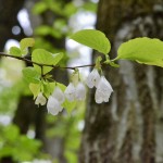Asylum Lake Preserve Flowering Tree Branches Kalamazoo