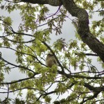 Asylum Lake Preserve Great Horned Owl Juvenile Kalamazoo