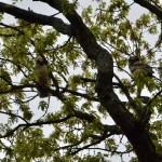 Asylum Lake Preserve Great Horned Owl Pair