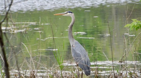 Michigan Wildlife Watching: Birds are Everywhere at Asylum Lake Preserve in Kalamazoo