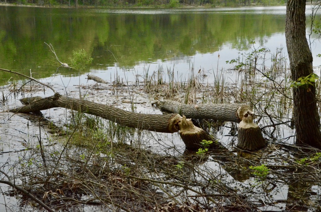 Asylum Lake Preserve Kalamazoo Busy Beavers