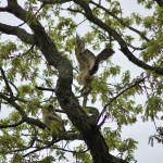 Asylum Lake Preserve Kalamazoo Great Horned Owls Landing