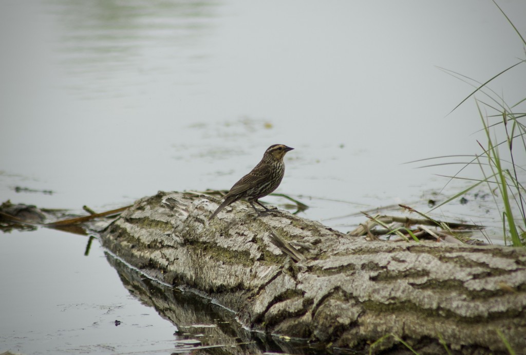 Asylum Lake Preserve Kalamazoo MI Birdwatching