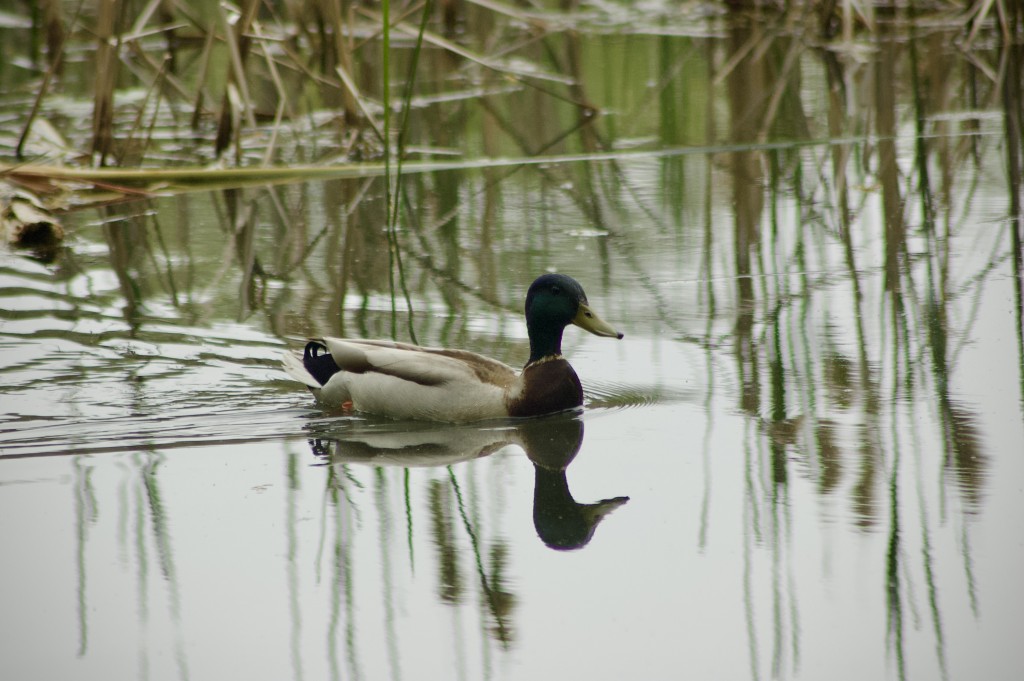 Asylum Lake Preserve Kalamazoo Mallard Duck