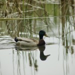 Asylum Lake Preserve Kalamazoo Mallard Duck