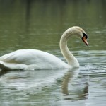 Asylum Lake Preserve Kalamazoo Mute Swan