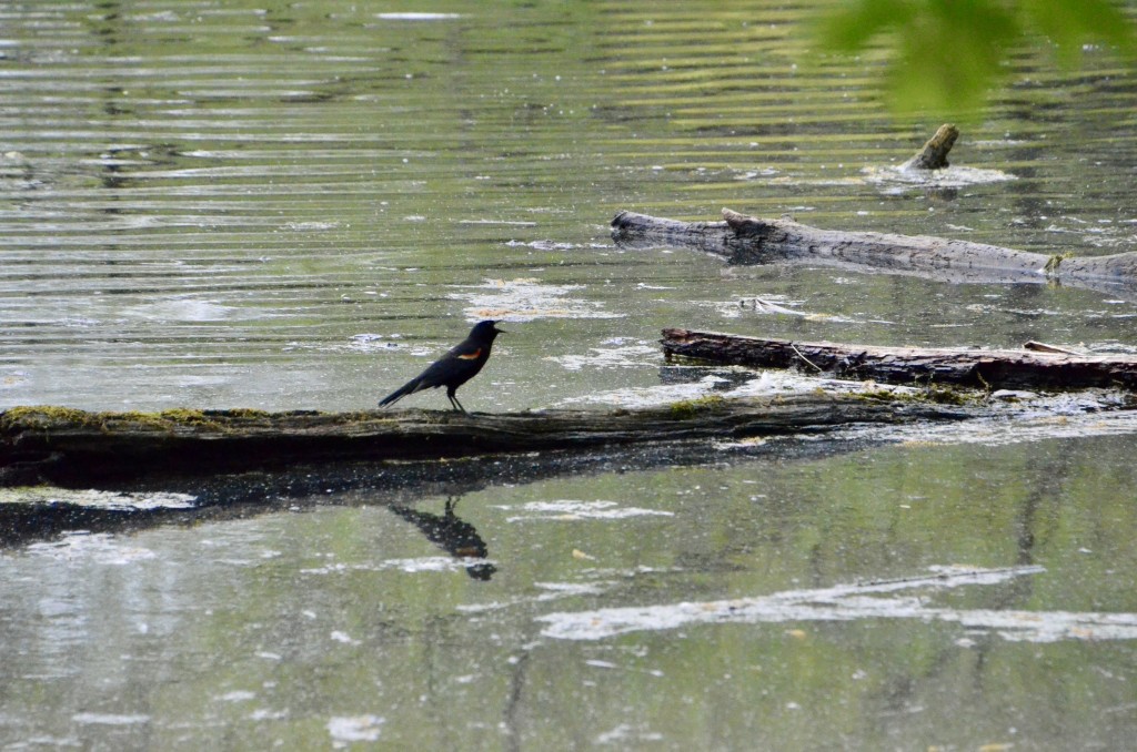 Asylum Lake Preserve Kalamazoo Red winged Blackbird