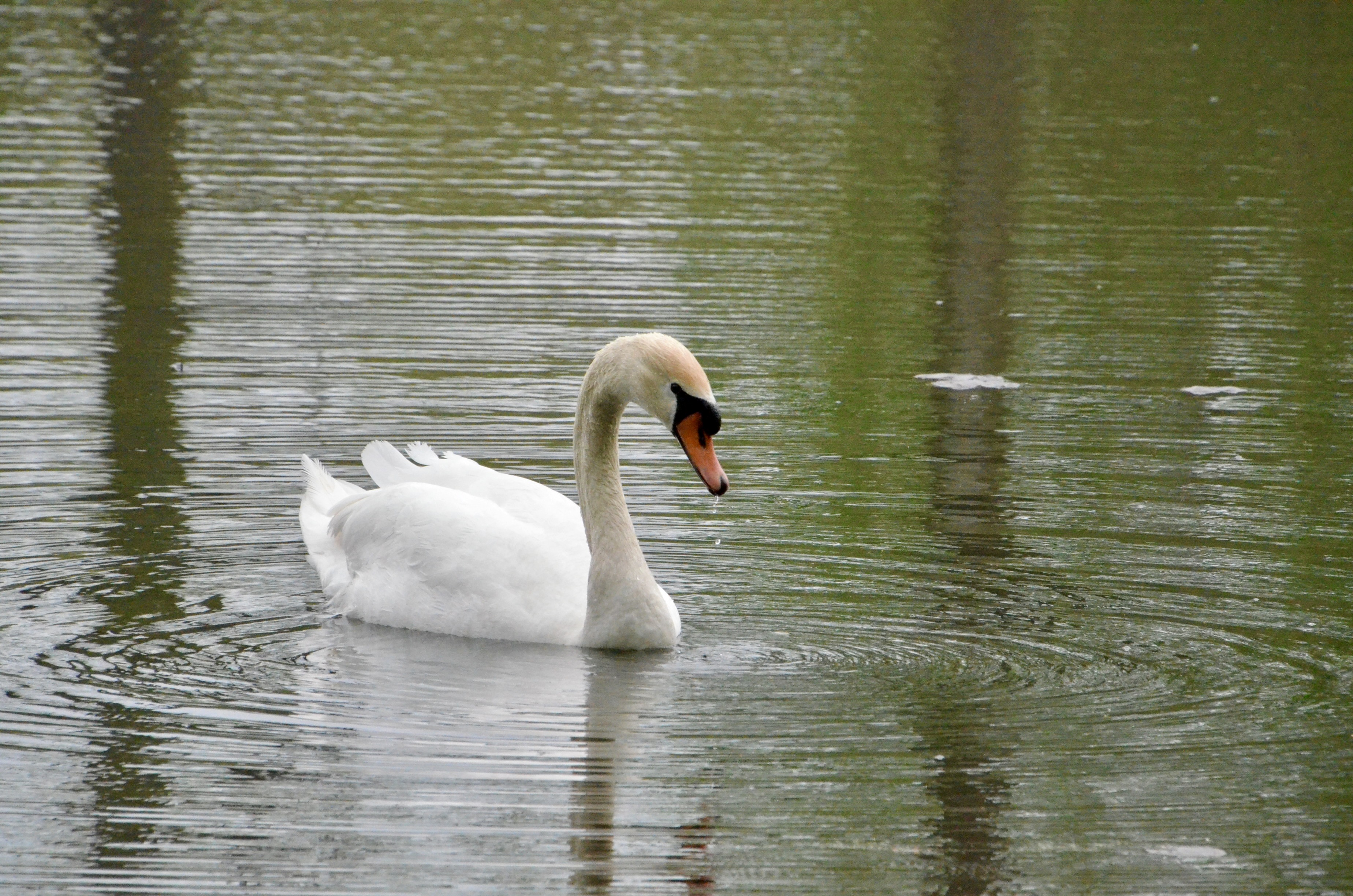 Asylum Lake Preserve Kalamazoo Swan
