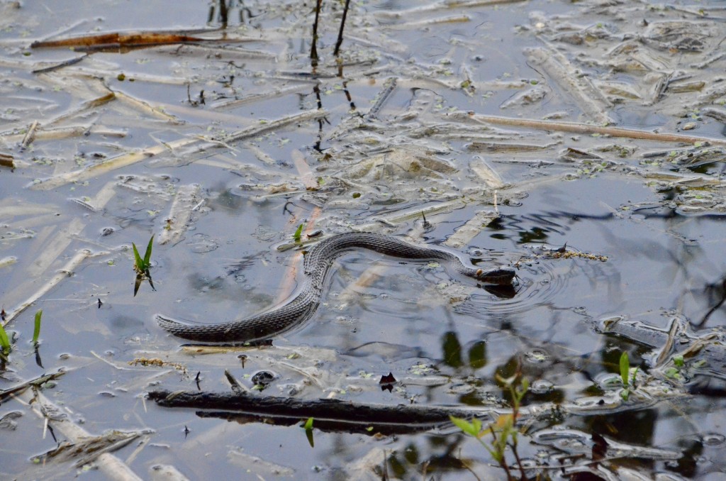 Asylum Lake Preserve Kalamazoo Water Snake