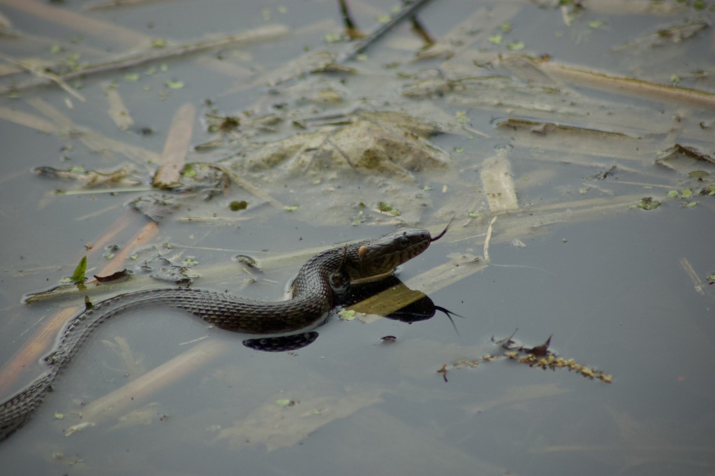 Asylum Lake Preserve Kalamazoo Water Snake
