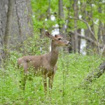 Asylum Lake Preserve Kalamazoo Whitetail Deer
