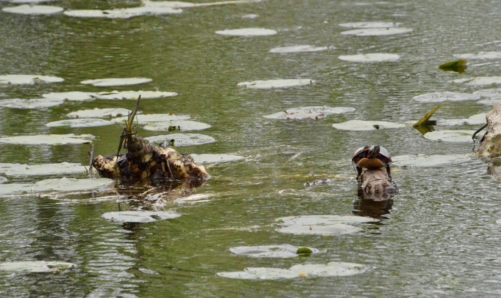 Asylum Lake Preserve Turtle Kalamazoo