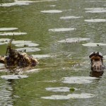 Asylum Lake Preserve Turtle Kalamazoo
