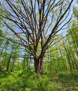 Black River Preserve South Haven Big Tree