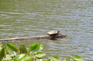 Riverside Park Ottawa County Turtle