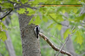 Stu Visser Trails Holland Downy Woodpecker
