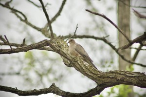 Stu Visser Trails Holland Mourning Dove