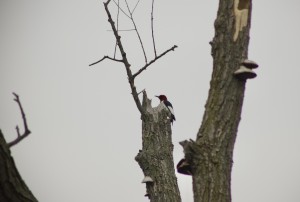 Stu Visser Trails Red Headed Woodpecker