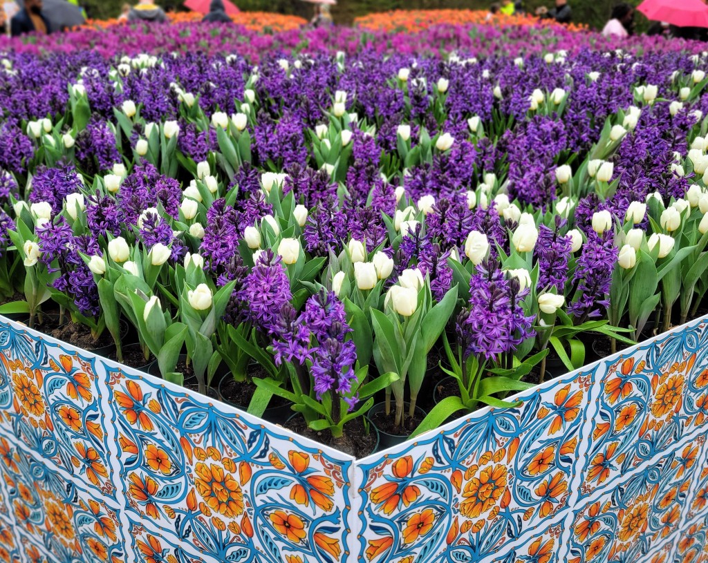 Tulip Immersion Garden 2023 Colorful Maze Holland Michigan