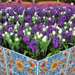Tulip Immersion Garden 2023 Colorful Maze Holland Michigan